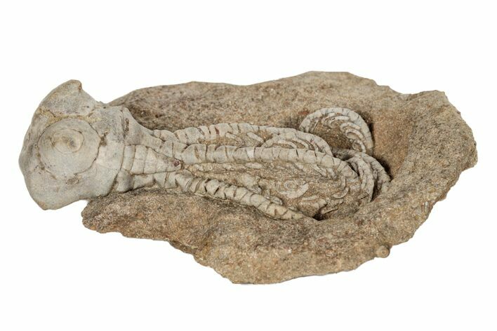 Fossil Crinoid (Jimbacrinus) - Gascoyne Junction, Australia #189495
